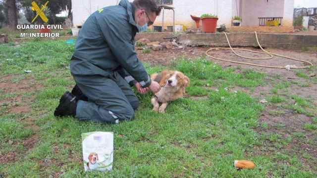 Un agente de la Guardia Civil junto a uno de los perros abandonados en Tarragona / EP