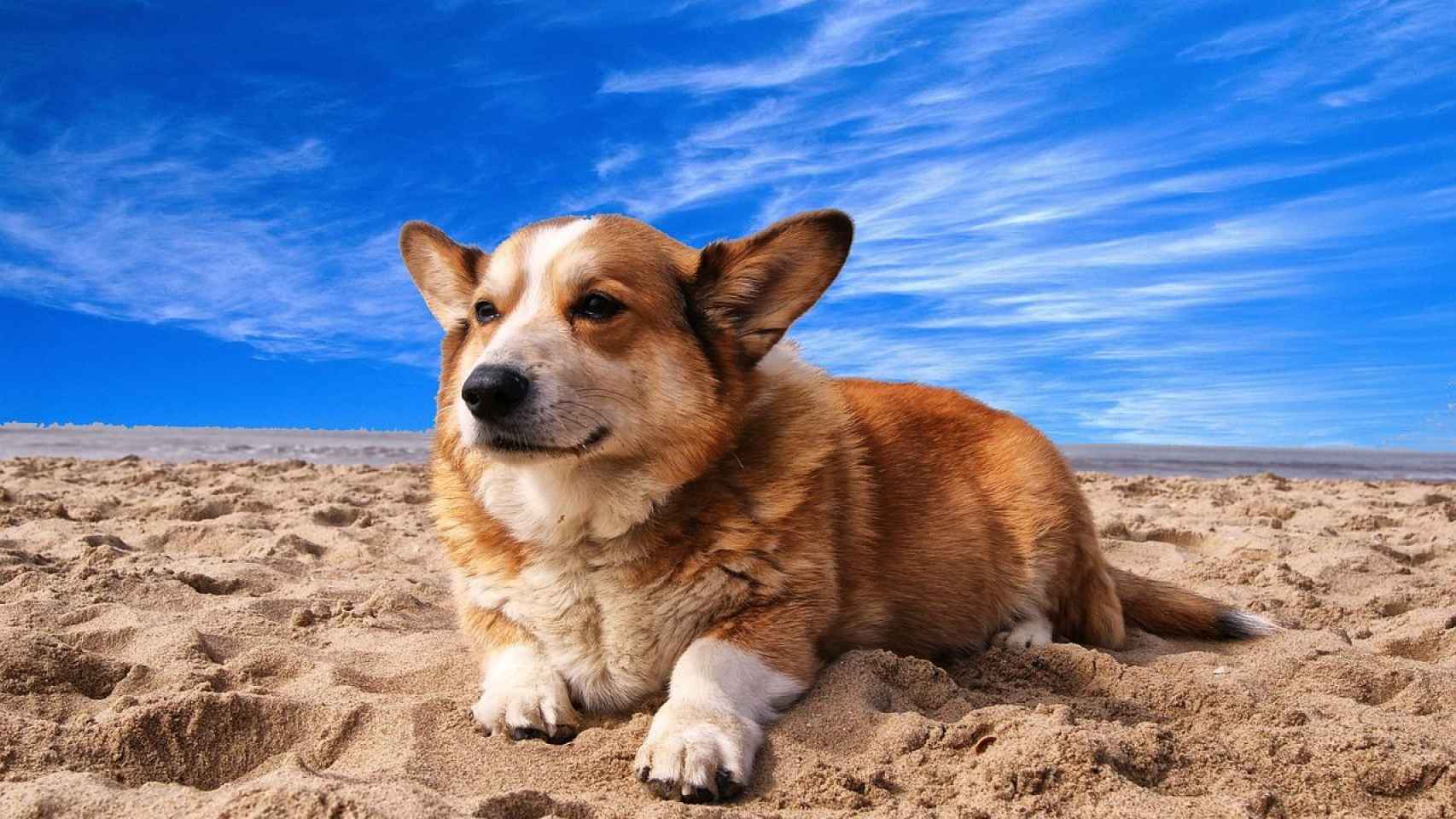 Perro tumbado en la playa / CREATIVE COMMONS ¿Qué playas de Cataluña permiten la entrada de perros?