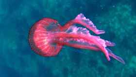 Es imposible saber si habrá más medusas como la de la imagen --'pelagia noctiluca', la especie más frecuente en el Mediterráneo-- este verano / CG