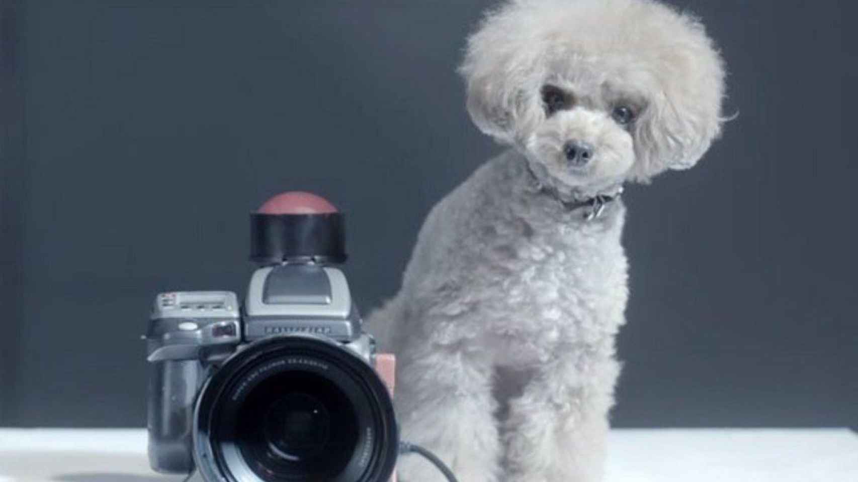 Un perro caniche posa al lado de una cámara / EP
