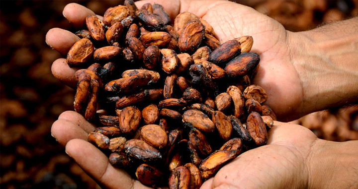 Granos de cacao, un alimento que ayuda a reducir los dolores de la regla