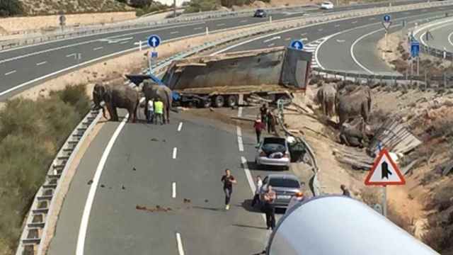 Una foto de los elefantes en la calzada tras el accidente