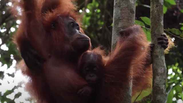 ZOOXXI denuncia la situación de los orangutanes en el Zoo de Barcelona / ZOOXXI