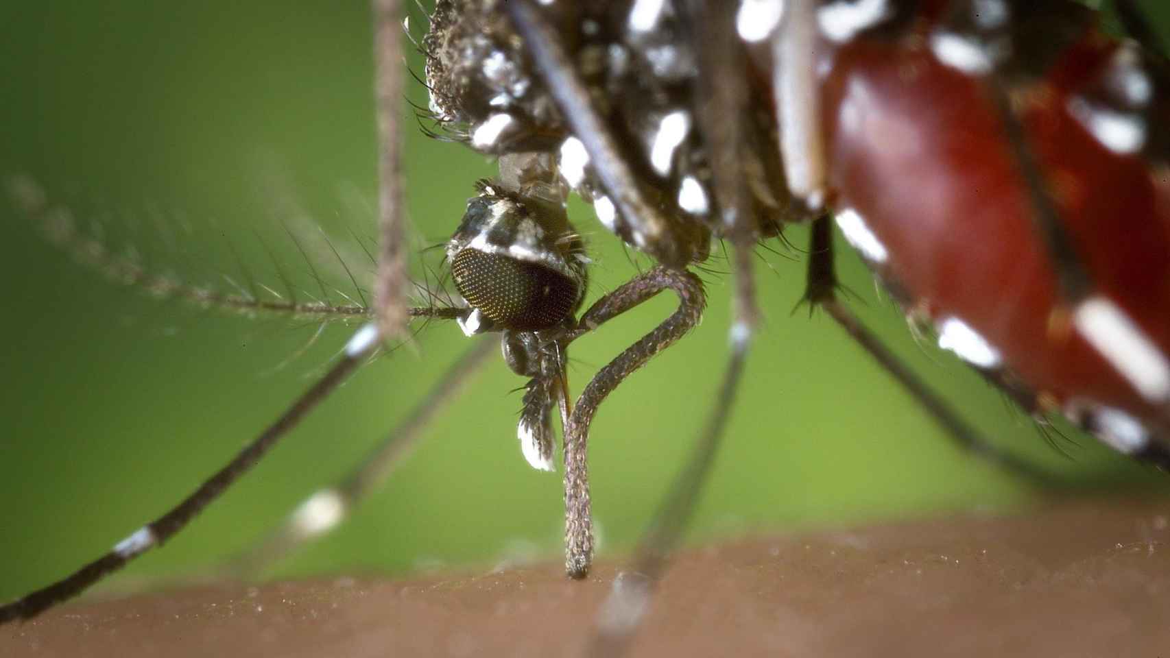 Un mosquito tigre sobre el brazo de un humano / CG
