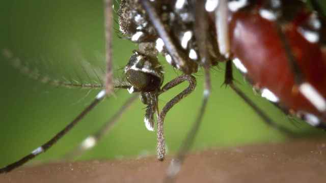 Un mosquito tigre sobre el brazo de un humano / CG
