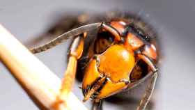 Avispa asiática o vespa velutina, de tórax negro y alas ahumadas