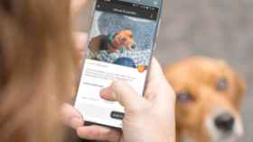 Welppy, la 'app' para localizar a mascotas perdidas