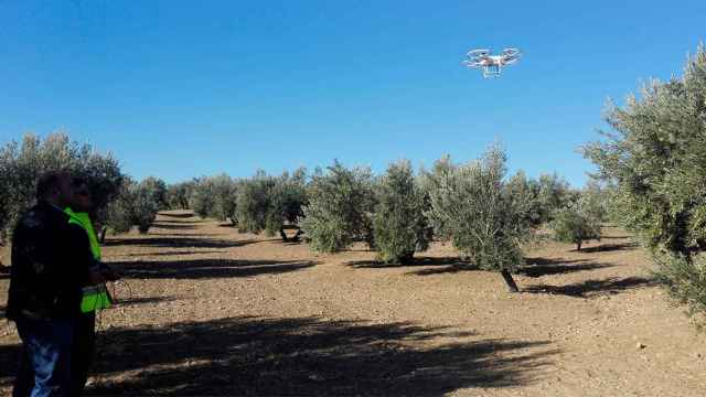 Agricultura de precisión en un olivar de Jaén, Andalucía / EP