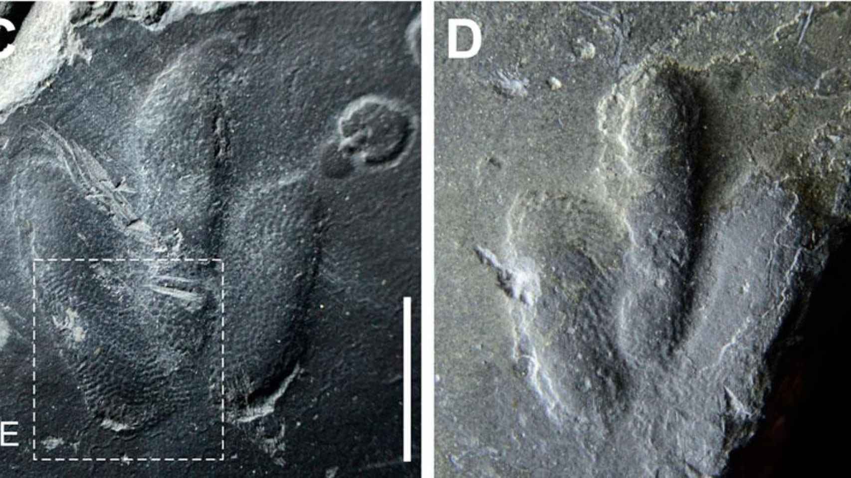 Huellas de dinosaurio encontradas en Corea / SCIENTIFIC REPORTS