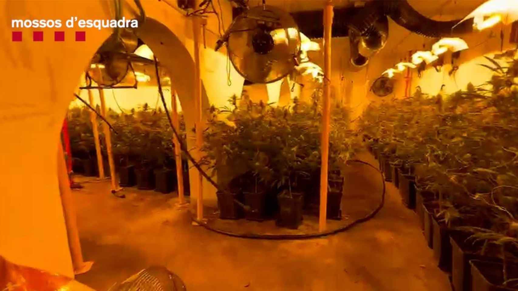 La plantación de marihuana que se intervino en el sótano, con 1.122 plantas / MOSSOS