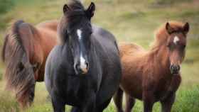 Tres caballos, como los que han sido atacados por perros salvajes en el Pallars Sobirà / PIXABAY