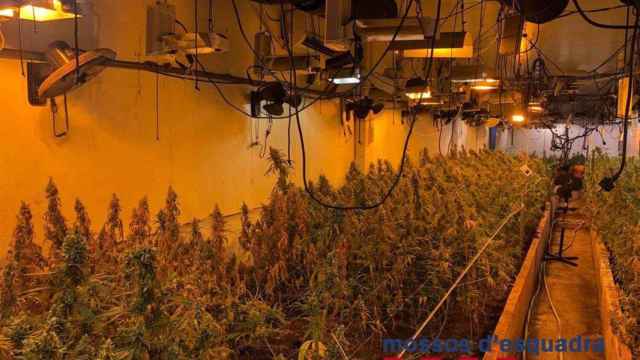 Imagen de las plantas de marihuana incautadas por los Mossos d'Esquadra / EP