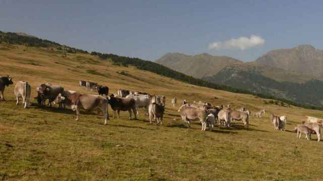 Imagen de recurso de un rebaño de vacas en Pla de Beret (Vall d'Aran), como las que han atacado a dos personas en el último mes en la zona / FLICKR