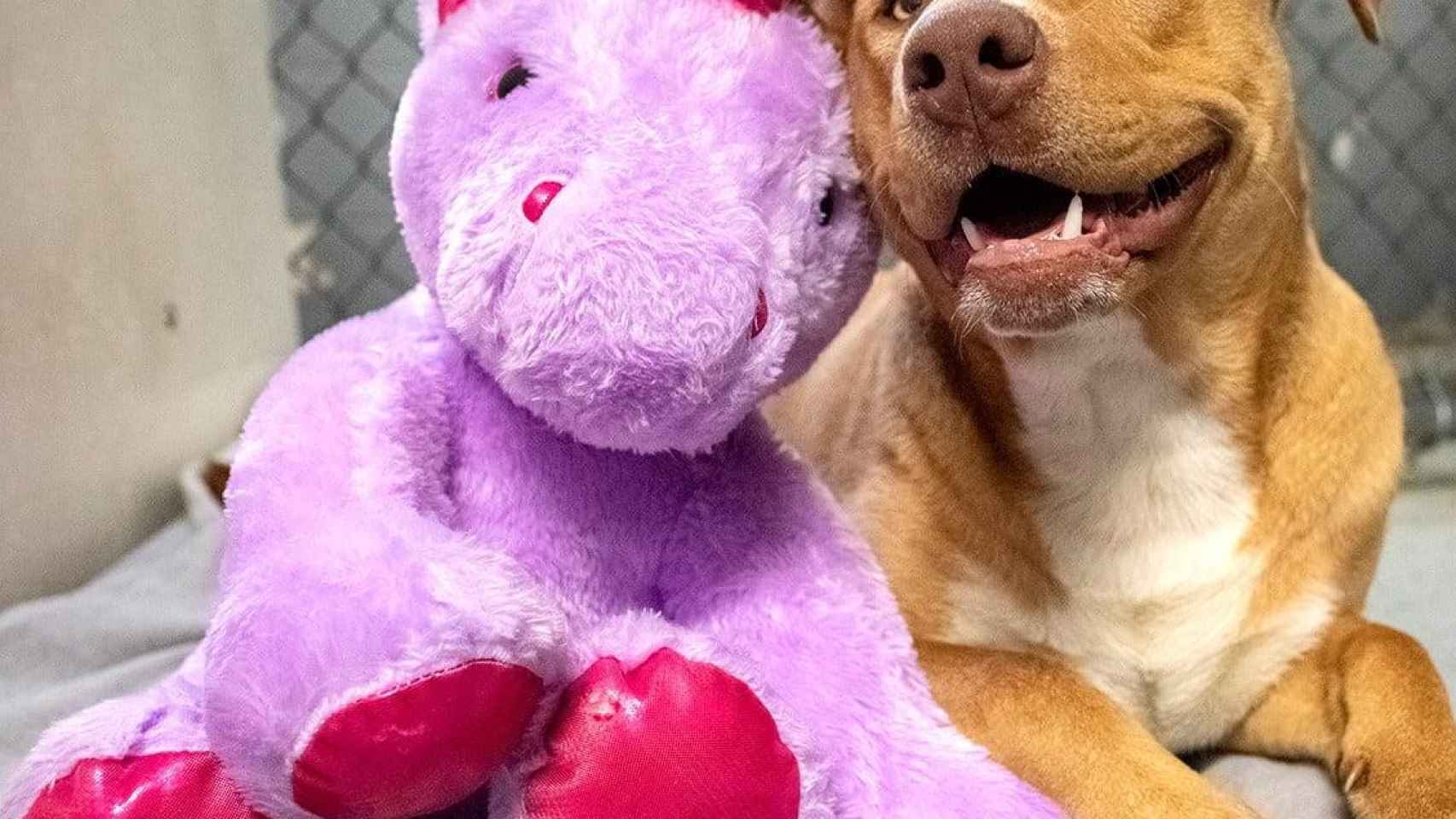 El perro Sisu junto a su unicornio / FACEBOOK
