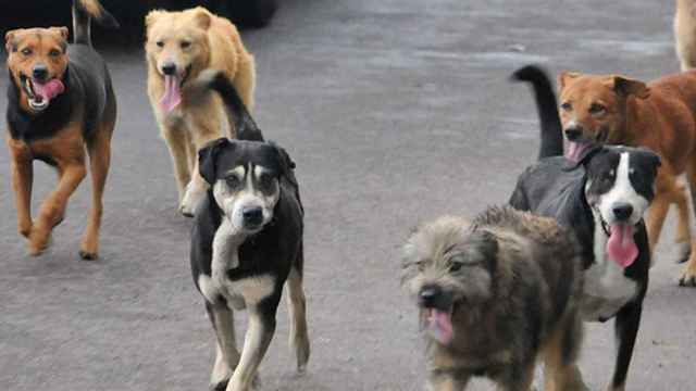 Una foto de archivo de perros callejeros