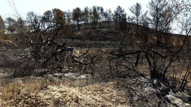 Zona quemada por el incendio en el sur de Tarragona / EFE