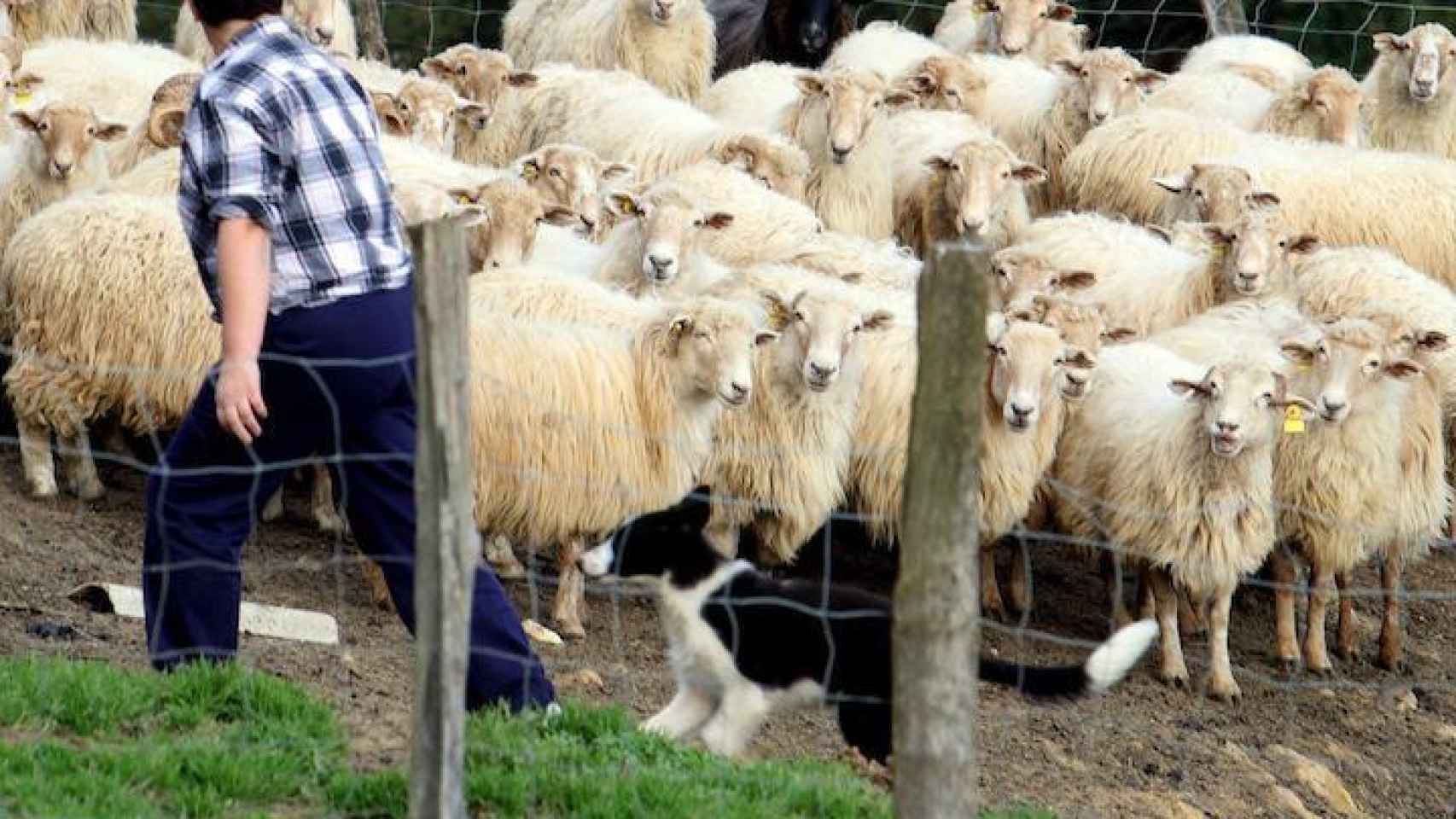 Imagen de archivo de una explotación ganadera de ovejas / EFE