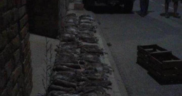 Conejos matados en cacerías nocturnas para evitar daños en los cultivos (Cuerpo de Agentes Rurales)