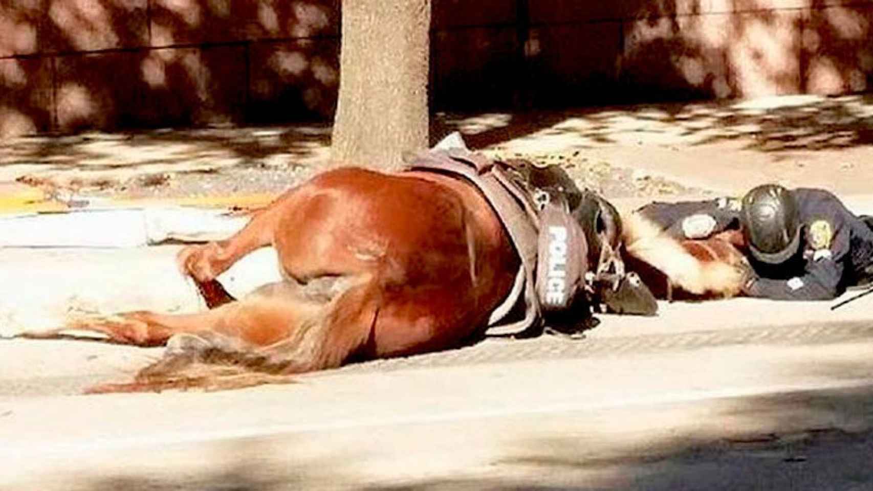 La imagen de un policía de Huston llorando al lado de su caballo muerto tras ser atropellado se hizo viral la semana pasada.