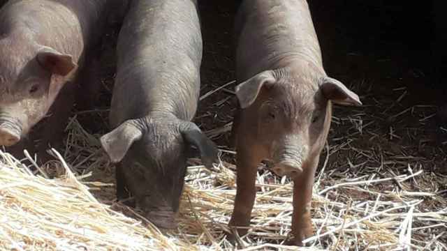 Cerdos de una granja doméstica /EP
