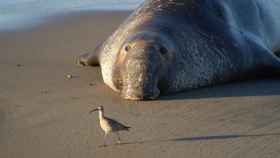 Un elefante marino tumbado en una playa / CG