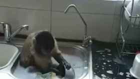 Una foto del mono dentro de la pica fregando los platos