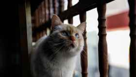 Un gato en un balcón / EP