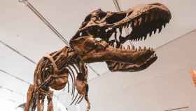 Las recreaciones de dinosaurios son comunes en algunos museos centrados en estos seres / UNSPLASH