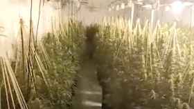 Cae en Lleida una banda criminal dedicada al cultivo marihuana / MOSSOS