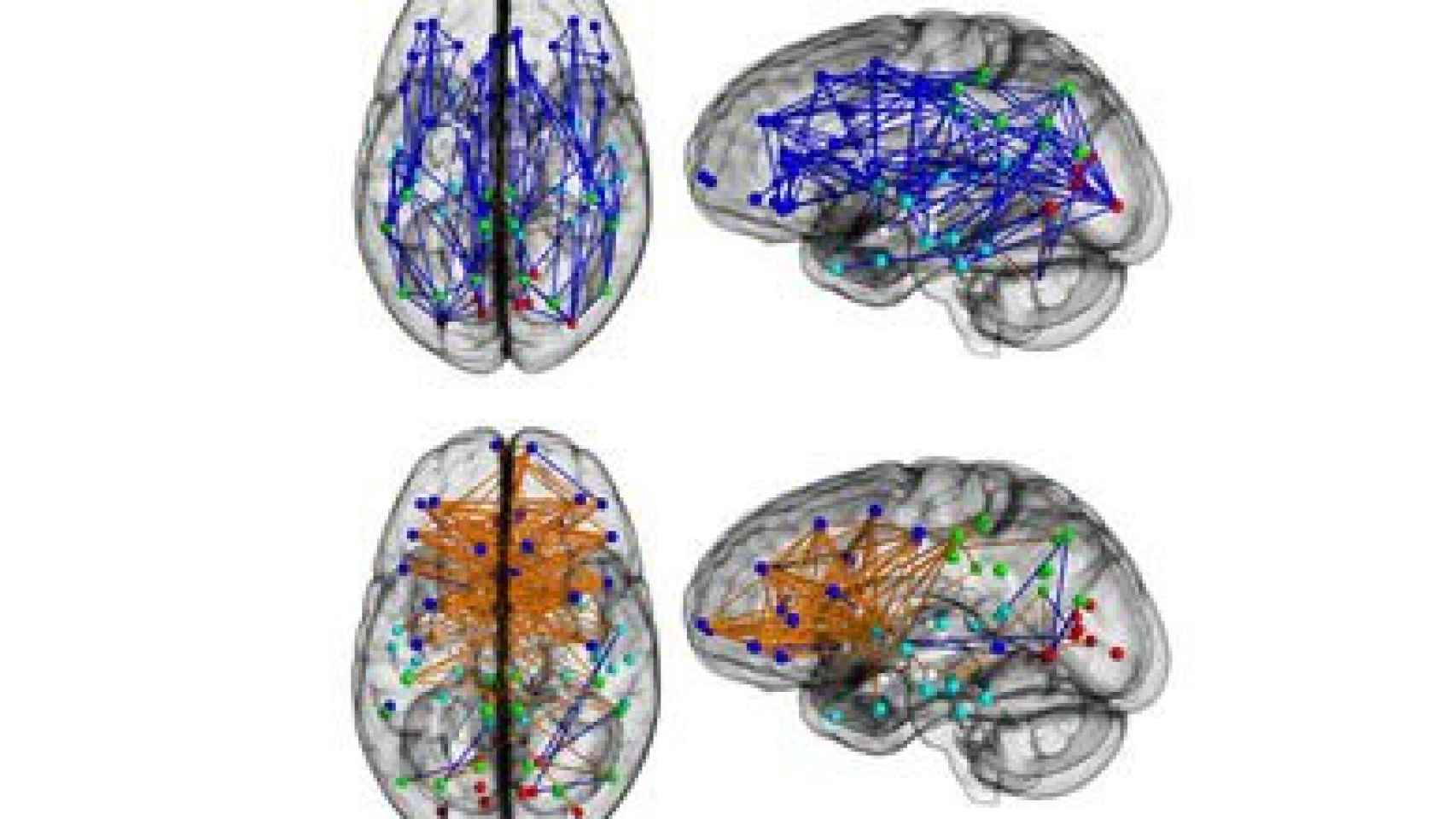 En la parte superior, el cerebro masculino; en la inferior, el femenino. En azul, las conexiones en un mismo hemisferio; en naranja, los circuitos entre hemisferios