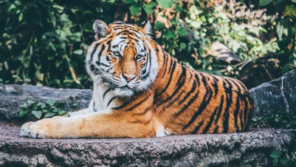 Imagen de archivo de un tigre malayo / PIXABAY
