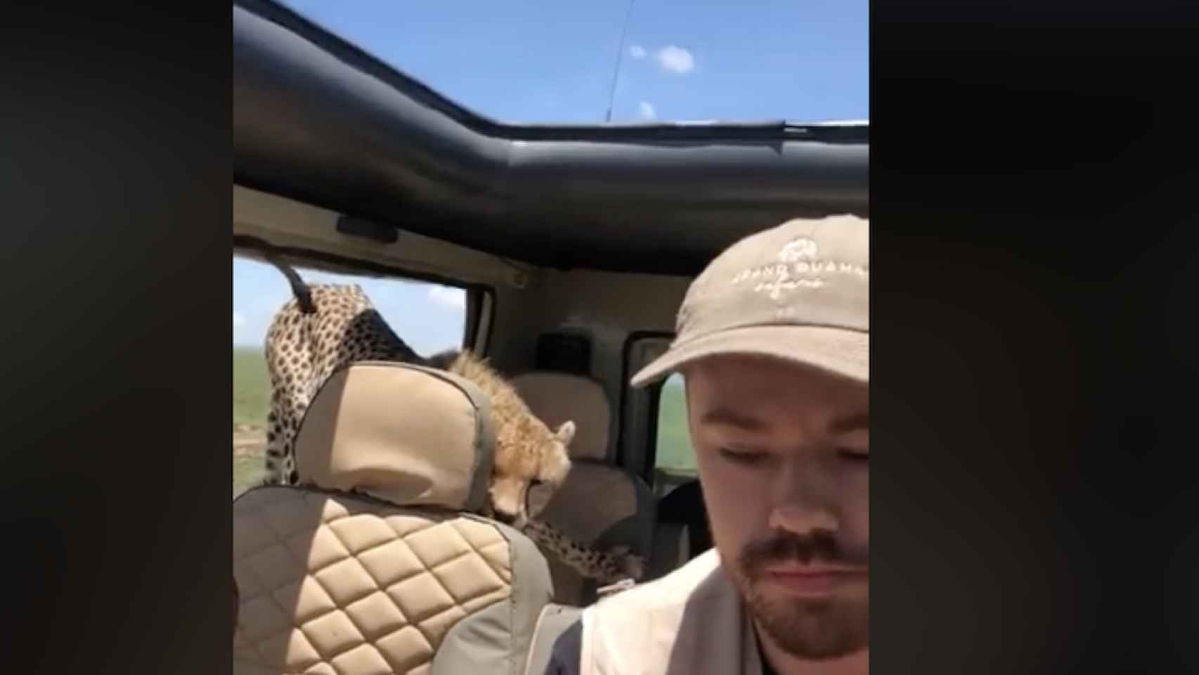 Una foto del momento que el guepardo se cuela en el jeep de un turista