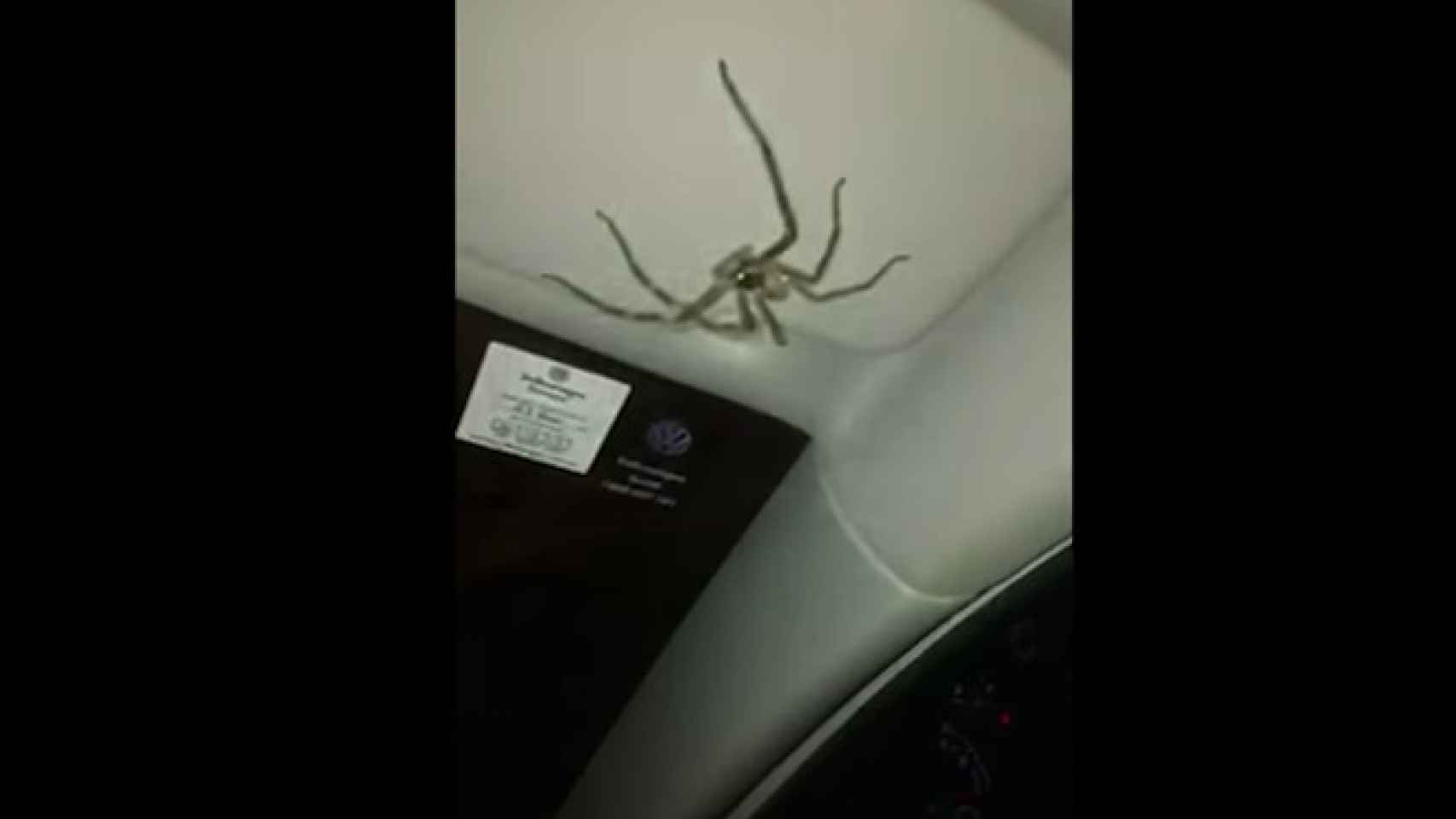 La araña en el coche de la mujer / Youtube