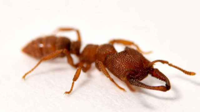 Imagen sobre una hormiga Drácula, el animal más veloz en el movimiento de mandíbula / EUROPA PRESS