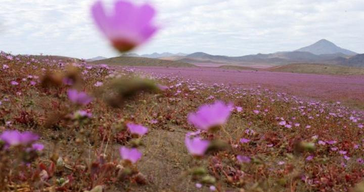 Desierto de Atacama florido tras las lluvias intensas del fenómeno de El Niño / EFE