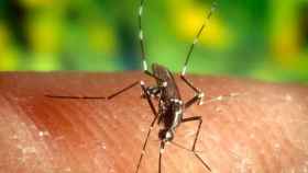 Imagen de un mosquito como el que transmite el virus del Nilo / CG