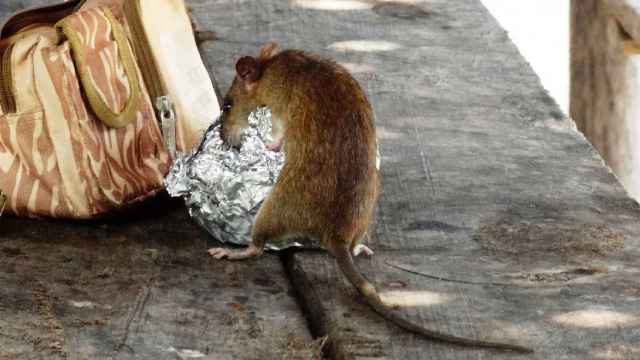 Una rata busca alimento en una calle de Barcelona / PIXABAY