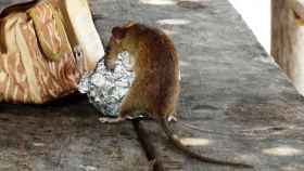 Una rata busca alimento en una calle de Barcelona / PIXABAY