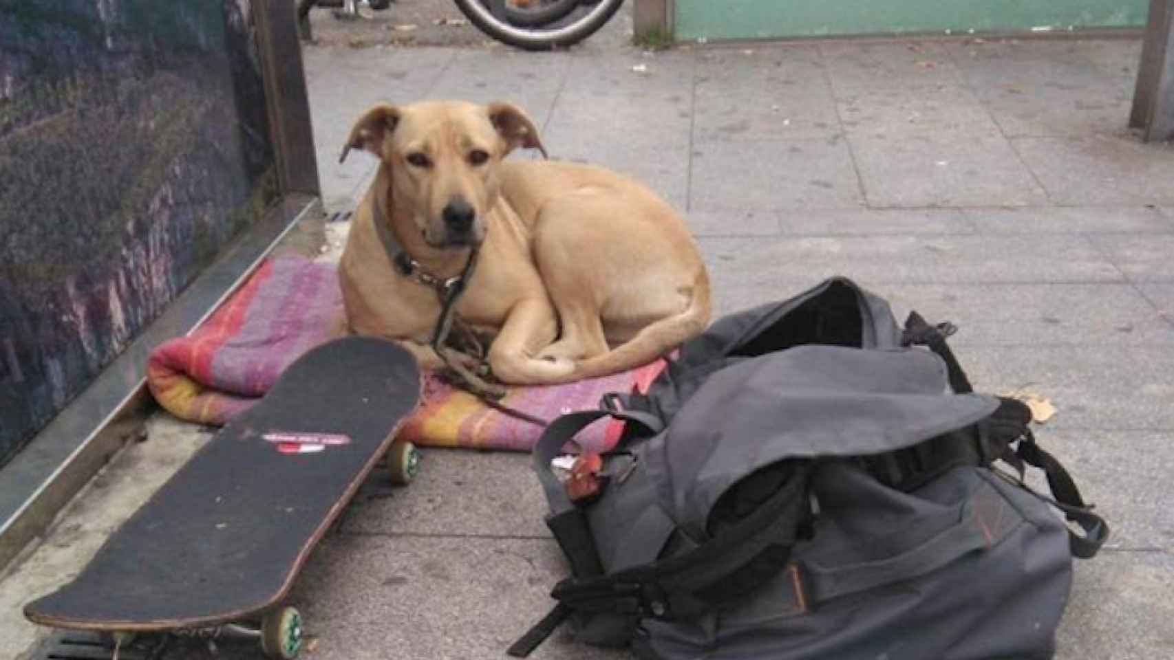 Una imagen del perro abatido por un agente de la Guardia Urbana de Barcelona / TWITTER
