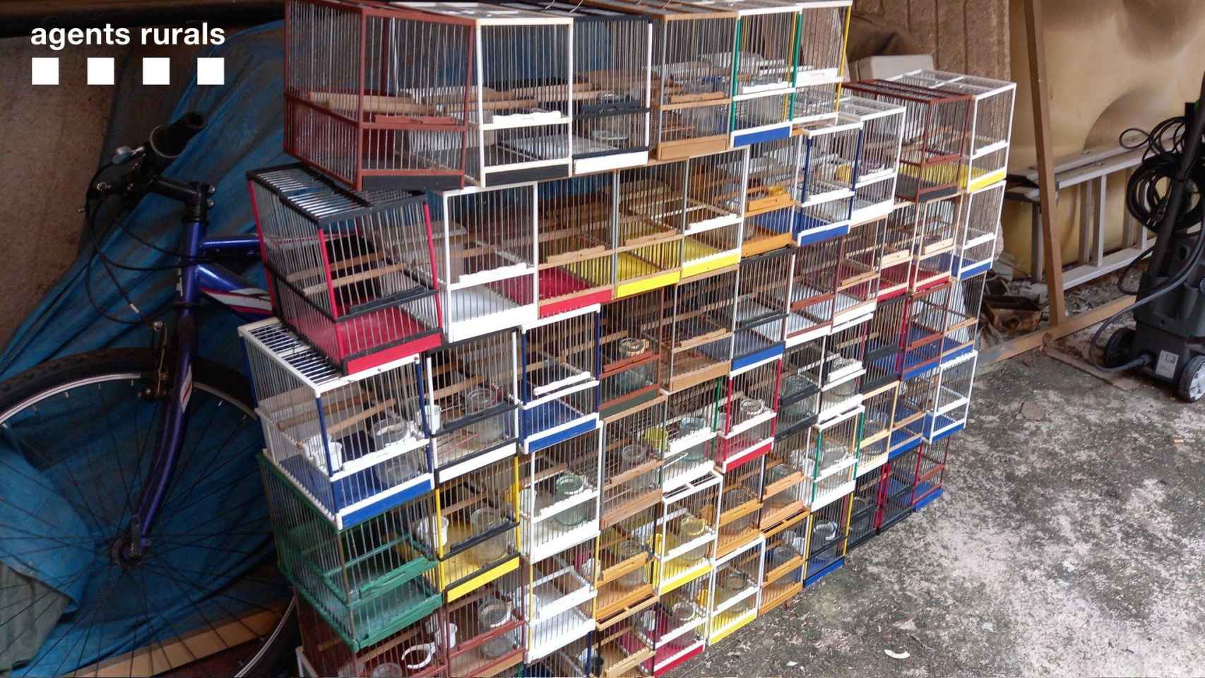 Las aves decomisadas en la tienda ilegal de Taradell (Barcelona) / AGENTS RURALS