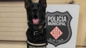 Esta es Lola, la perra policía de Girona que encontró cocaína en un coche / POLICIA DE GIRONA