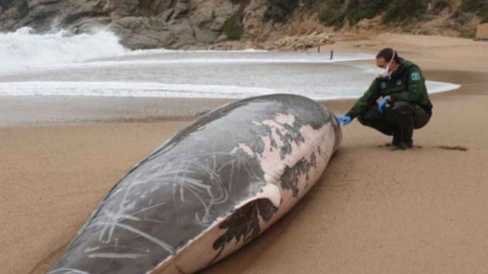 Una ballena muerta en Tossa de Mar / AGENTS RURALS