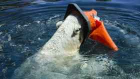 Un oso polar sostiene un cono de plástico vertido al mar / CREATIVE COMMONS
