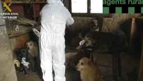 Imagen de los perros hacinados de Pontons compartida por la Guardia Civil y los Agentes Rurales