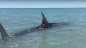 El tiburón tenía dos cortes en el lomo y había varado a escasos metros de la orilla