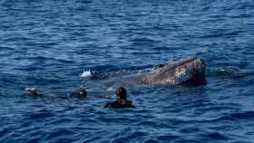 Los buzos, durante el rescate de la ballena /EFE