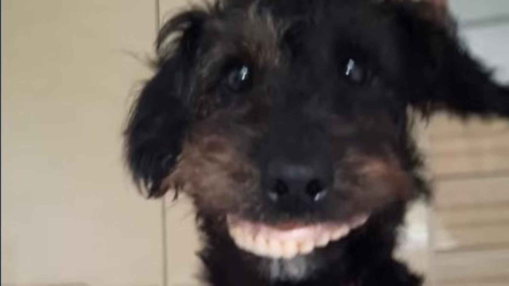 Milo, el perro que le robó la dentadura postiza a su dueña / FACEBOOK