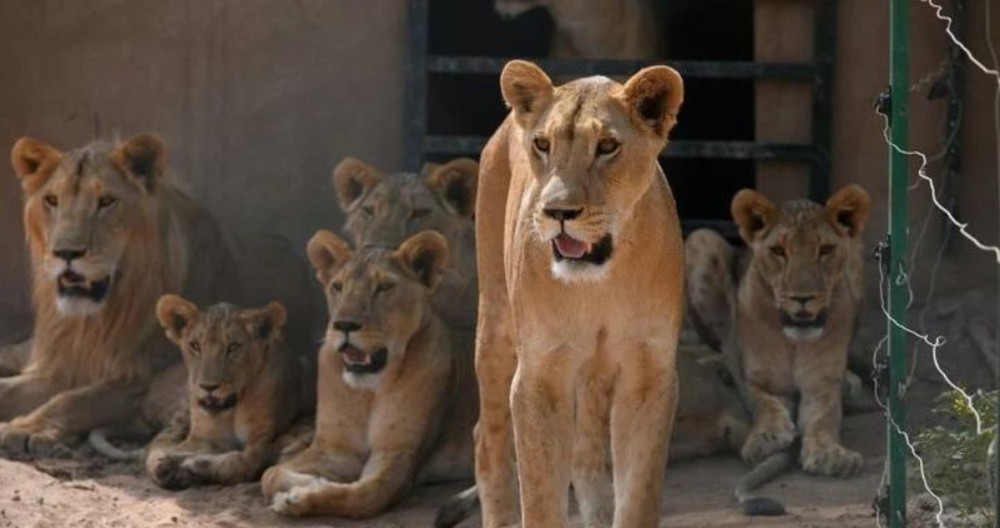 Los leones famélicos hoy en día en la reserva de Al Baqeir (Sudán) / EFE
