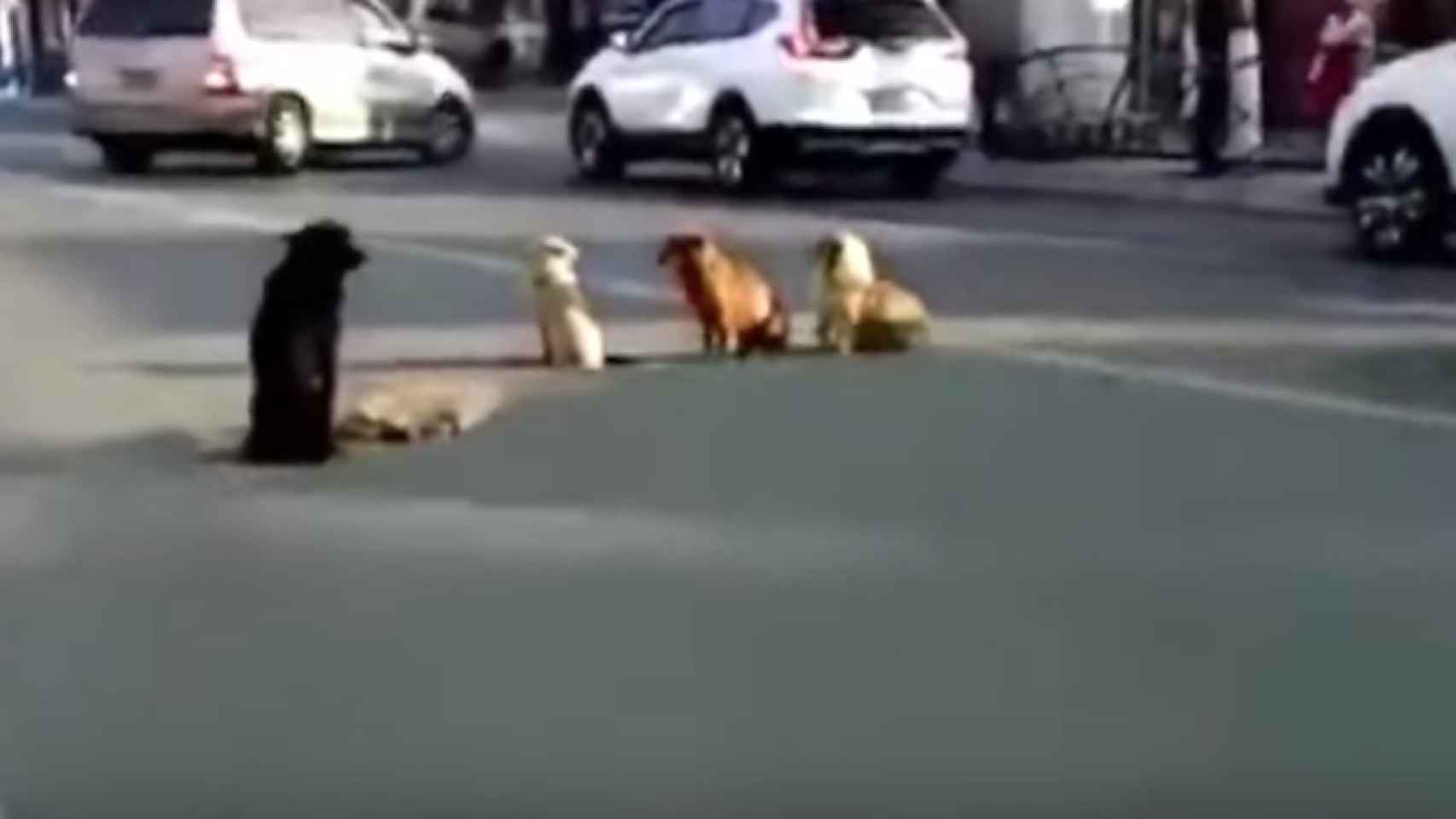 Los perros custodian a su amigo tras ser atropellado en plena calle