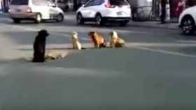 Los perros custodian a su amigo tras ser atropellado en plena calle